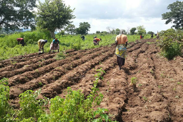 வன இலாகாக்குரிய காணியிலும் விவசாயம்! மஸ்தான் தெரிவிப்பு (Video) | Agriculture In The Land Of The Forest Department