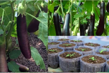 වම්බටු සිටවිමට අපහසුද ඔබේ බීජ උයනත් මේ ආකාරයට සාදන්න..