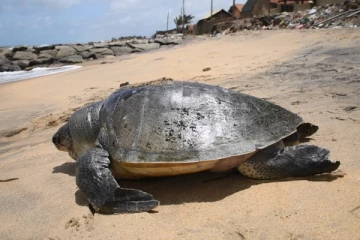 புத்தளத்தில் உயிரிழந்த நிலையில் கரையொதிங்கிய அரிய வகை கடலாமை(Photos)