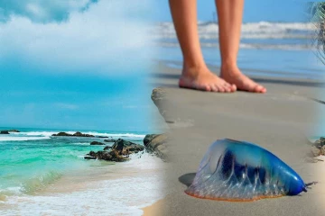 பாணந்துறை கடற்கரையில் ஜெல்லிமீன்கள்; அவசர எச்சரிக்கை