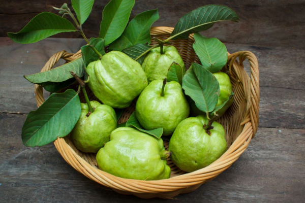 சர்க்கரை அளவை எளிதாக கட்டுப்படுத்த கொய்யாவை இப்படி சாப்பிடுங்க ; நிச்சயம் பலன் கிடைக்கும் | Eat Guava This Way To Easily Control Blood Sugar சர்க்கரை அளவை எளிதாக கட்டுப்படுத்த கொய்யாவை இப்படி சாப்பிடுங்க ; நிச்சயம் பலன் கிடைக்கும் | Eat Guava This Way To Easily Control Blood Sugar