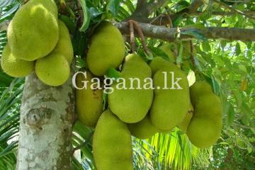 පොළොස් ගැටේ මිලත් ඉහළට.