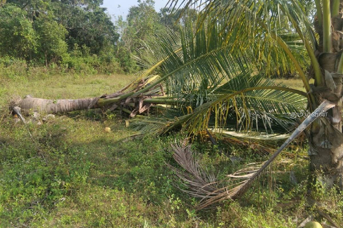 கிளிநொச்சியில் அதிகரித்த குரங்குகளின் அட்டகாசம் - விவசாயிகள் குற்றச்சாட்டு | Increased Elephant Population In Kilinochchi