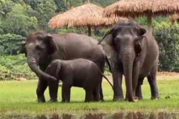 துள்ளி குதித்து ஓடும் குட்டி யானை....! மெய் மறந்து ரசிக்க வைக்கும் அழகிய காட்சி