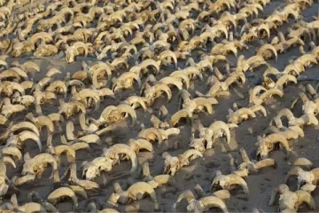 எகிப்தில் கண்டறியப்பட்ட 2000 ஆட்டு தலை மம்மிகள்: தொல்பொருள் ஆராய்ச்சியாளர்கள் அதிர்ச்சி!