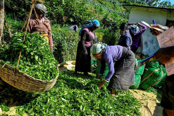 இலங்கையின் தேயிலைத்துறை பாதுகாக்க ஒப்பந்த பயிர்செய்கை முறை உதவும்! ஆய்வில் வெளியான தகவல் | Srilanka Crisis Political Situation Rajapaksa