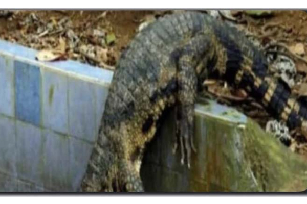 வெளியே விளையாட சென்ற 2 வயது மகன்: பின்தொடர்ந்த தந்தை கண்ட பயங்கரம்! நடந்தது என்ன? | 2 Year Old Kid Playing Tortoise But Crocodile