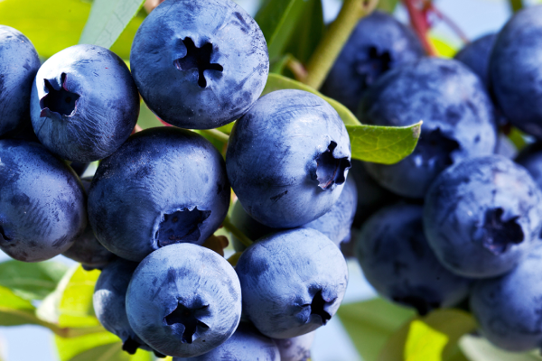 சிறுநீரக ஆரோக்கியத்தை அதிகரிக்கும் 5 உணவுகள் | 5 Foods That Boost Kidney Health Benifits Tamil