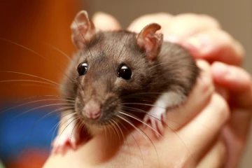 நாட்டை அச்சுறுத்தும் மற்றுமொரு நோய்; இருவர் பலி