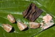 පුවක් ගැන බය හිතෙන කතාවක් - පාසල් වයසේ දරුවන්ටත් මුඛ පිළිකා අවදානමක්