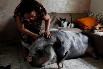 ராட்சத பன்றியால் கண்ணீர் விடும் பெண்: காரணம் என்ன?