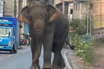 மட்டக்களப்பை கதறவிட்ட காட்டுயானையால் தமிழ் குடும்பஸ்தருக்கு நேர்ந்த துயரம்