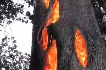 நடுகாட்டில் ஒன்றரை ஆண்டுகளாக தொடர்ந்து  எரியும் மரம்!