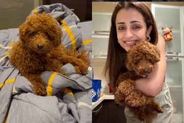 திரிஷா வளர்க்கும் செல்ல நாய் இஸ்ஸி!! இத்தனை சிறப்புகள் இருக்கா?