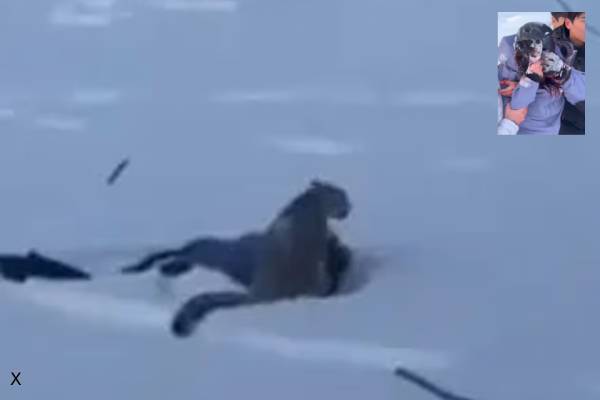 girl attacked by snow leopard in china taking selfie girl attacked by snow leopard in china taking selfie