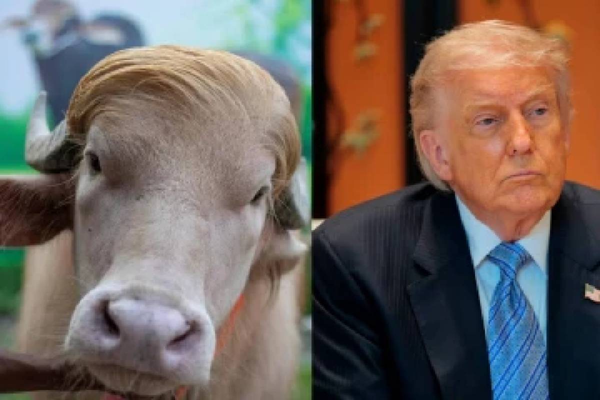 ட்ரம்ப் போல் முகம்கொண்டிருப்பதால் உயர் தப்பிய எருமை! | Viral Donald Trump Buffalo Move To Zoo