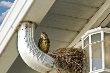 வீட்டில் பறவைகள் கூடுகட்டினால் துரதிர்ஷ்டமா? ஜோதிடம் கூறும் பகீர் உண்மை