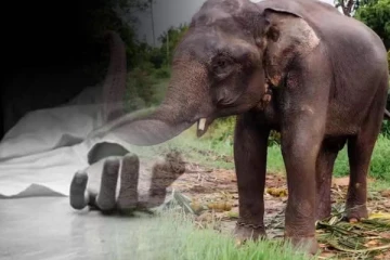 யானை தாக்கி ஓய்வுபெற்ற இராணுவச் சிப்பாய் பரிதாப மரணம்