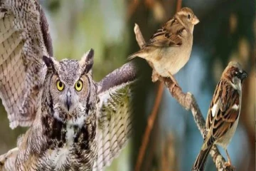 இந்த பறவைகள் வீட்டுக்கு வந்தால் தவறியும் விரட்டிராதீங்க... ஏன்னு தெரியுமா?