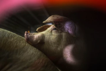 இறந்த பன்றியை உயிரோடு எழுப்பி விஞ்ஞானிகள் சாதனை!