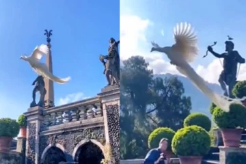 சிலை  உச்சியிலிருந்து பறந்து வரும் வெள்ளை மயில்... என்ன ஒரு அழகு! வைரலாகும் அரிய காட்சி