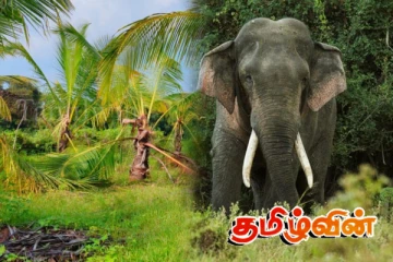 வவுனியாவில் தென்னை பயிர்களை சேதமாக்கிச் சென்ற காட்டு யானைகள்