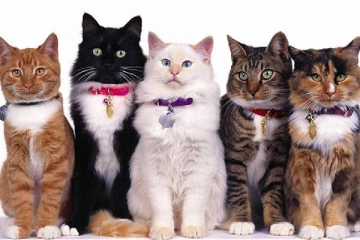 பூனைகளை கொலை செய்யும் விசித்திரமான மனிதன் : வெளியான அதிர்ச்சி தகவல்