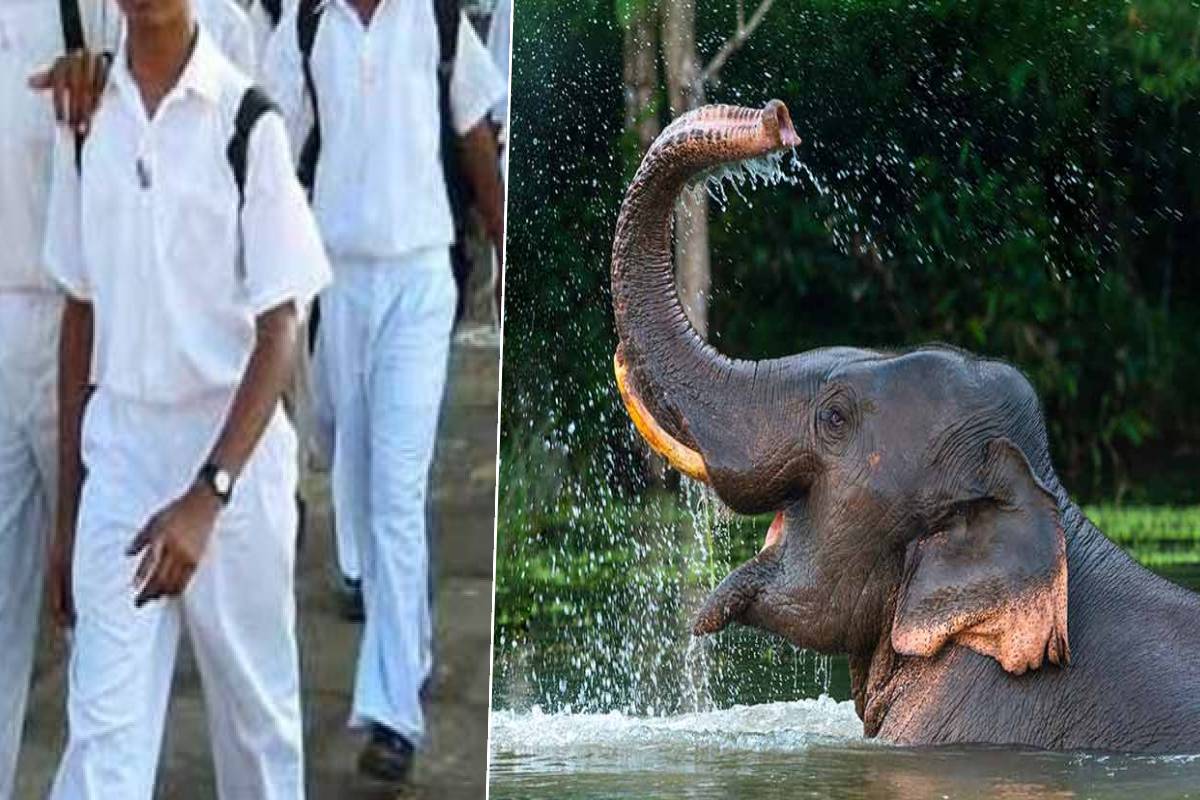 காட்டு யானை தாக்குதல்: 15 வயது மாணவன் படுகாயம் | Wild Elephant Attack காட்டு யானை தாக்குதல்: 15 வயது மாணவன் படுகாயம் | Wild Elephant Attack