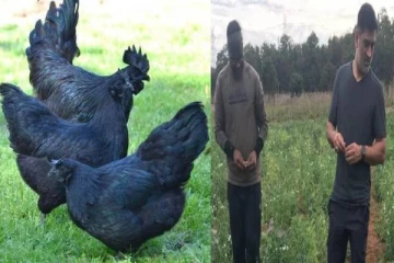 கோழி வளர்ப்பில் தீவிரம் காட்டும் தல தோனி : ராஞ்சி பண்ணைக்கு வந்து இறங்கிய 2000 கோழிக்குஞ்சுகள்