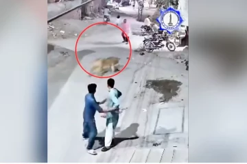 சிங்கத்தை செல்லப்பிராணியாக வளர்த்தவர்களுக்கு ஏற்பட்ட நெருக்கடிநிலை