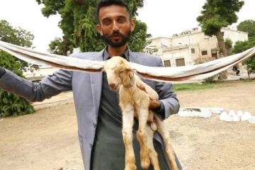 50 செ.மீட்டர் நீளம் கொண்ட காது... கின்னஸ் சாதனை படைத்த வினோத ஆட்டுக்குட்டி!