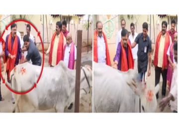 பாஜக எம்.பி. ஜி.வி.எல் நரசிம்மராவை ஓங்கி உதைவிட்ட பசு - வைரலாகும் அதிர்ச்சி வீடியோ...!