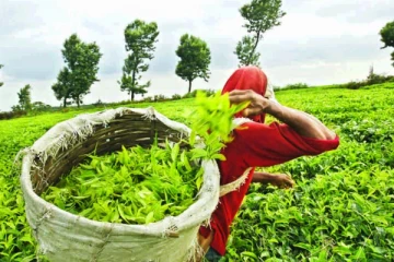 தேயிலை ஏற்றுமதியால் இலங்கையின் வருமானம் அதிகரிப்பு!