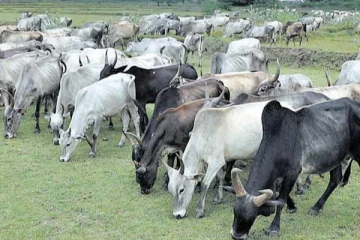 பசு வதையை தடைசெய்ய அமைச்சரவை அனுமதி