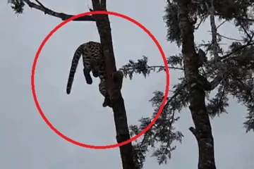 මද්දත් සමග ගසේ එල්ලුන කොටියා..(PHOTOS)