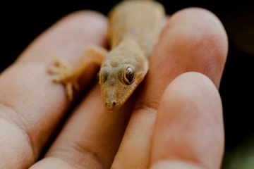 தலையில் பல்லி விழுந்தால் ஆபத்து- பல்லி பஞ்சாங்கம் சொல்வது என்ன?