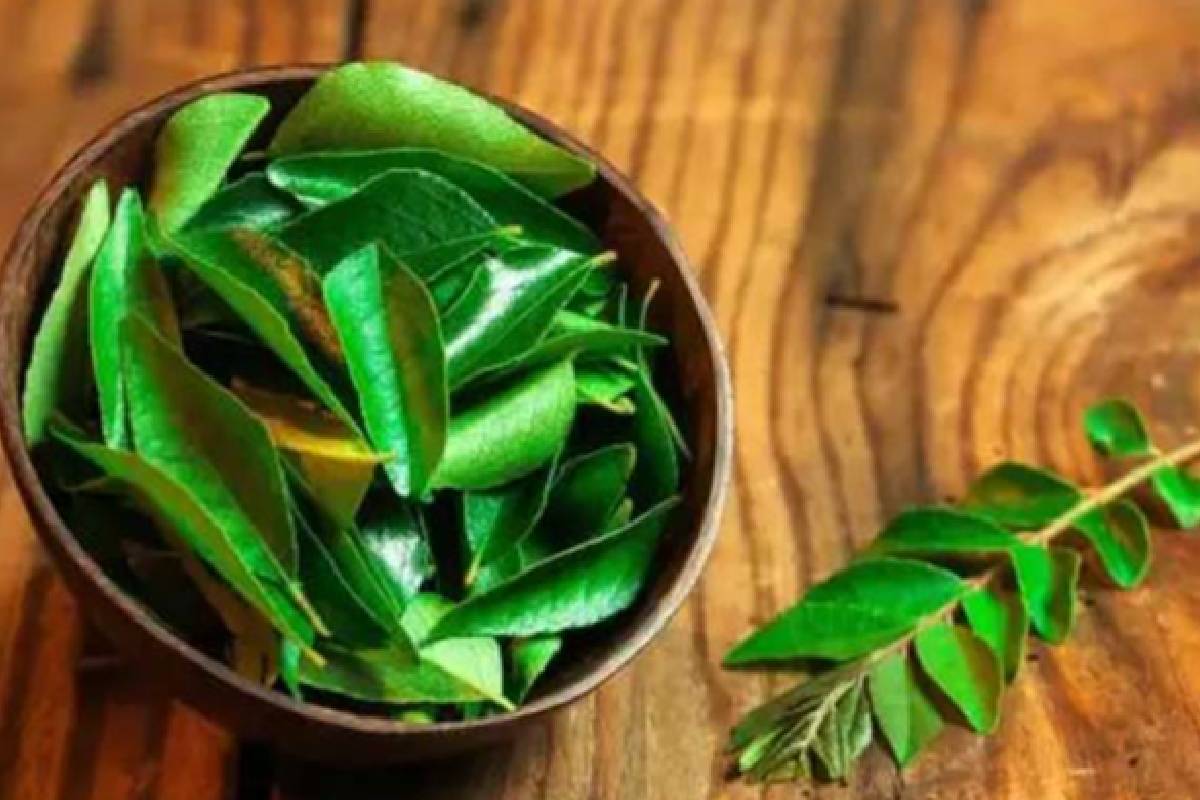 கறிவேப்பிலையில் மறைந்துள்ள நன்மைகள் என்னென்ன தெரியுமா? | Do You Know The Hidden Benefits Of Curry Leaves