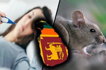 இலங்கையில் அதிகரிக்கும் எலிக் காய்ச்சல் : மரணமடைவோர் தொகையும் அதிகரிப்பு