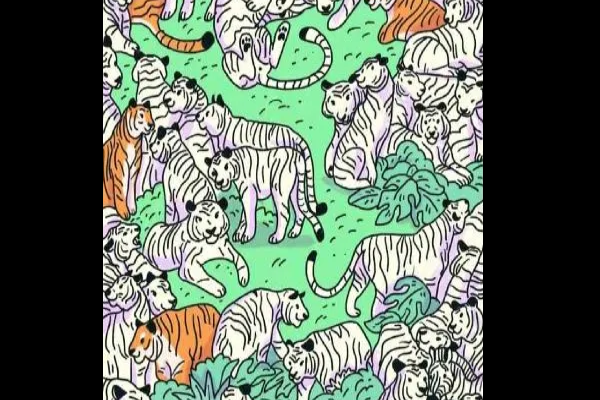 Optical illusion: புலிகளுக்கு நடுவே மறைந்திருக்கும் வரிக்குதிரை எங்கே? | Optical Illusion Find The Zebra In The Picture