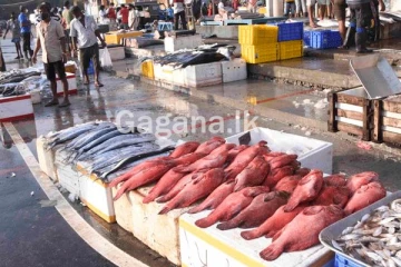 හිතාගන්න බැරි තරමටම මාළු මිලෙහි සිදු වූ වෙනස.