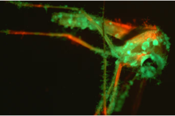 கொசுக்களை கவர்ந்து கொல்லும் பூஞ்சை: ஒரு அரிய ஆய்வு | Fungus Lures Mosquitos By Smell To Their Deaths
