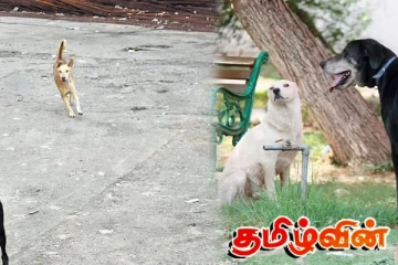 மக்களுக்கு அச்சத்தை ஏற்படுத்தியுள்ள விசர் நாய் - குழந்தைகள், பெண்கள் பாதிப்பு