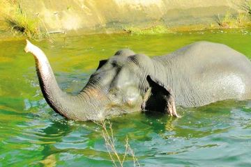 මාදුරුඔය ප්‍රධාන ඇළට වැටෙන වන අලින් සුරැකීමට විශේෂ පියවරක්