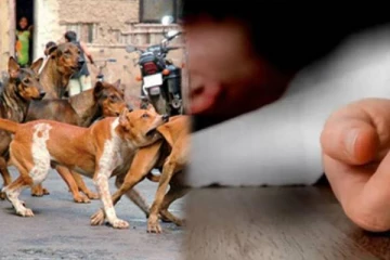வாய்பேசமுடியாத சிறுவனை கடித்து குதறிய தெரு நாய்கள் - பரிதாபமாக உயிரிழந்த சோகம்!