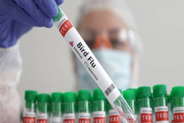 பறவை காய்ச்சல் தொடர்பில் வெளியான முக்கிய தகவல்!