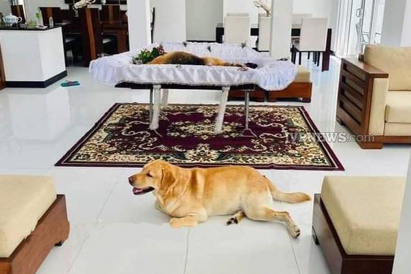 இலங்கையில் கண்ணீரை வர வைக்கும் ஒரு சோக சம்பவம் பதிவு! | Sri Lanka Two Pet Dogs Death Very Sad Incident