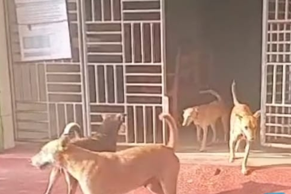 யாழில் வைத்தியசாலை ஒன்றில் கட்டாக்காலி நாய்களின் தொல்லை - மக்கள் விசனம் | Controlling Stray Dogs In Hospital Premises Jaffna