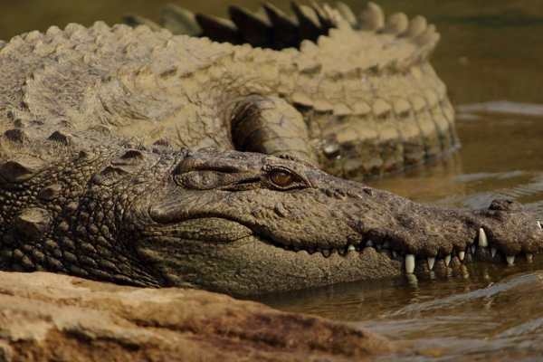 discovery animal