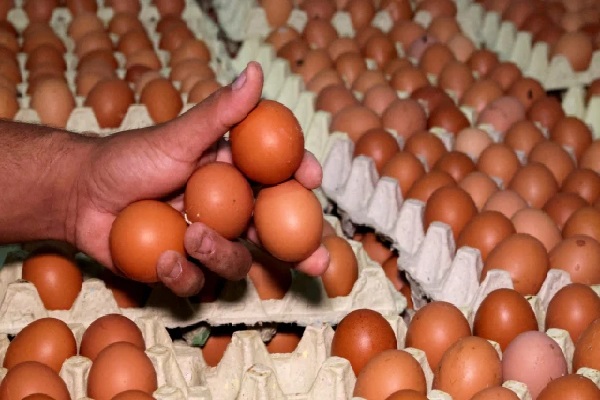 முட்டை விற்பனை தொடர்பில் வெளியான தகவல் | There Are No Eggs All Over The Country