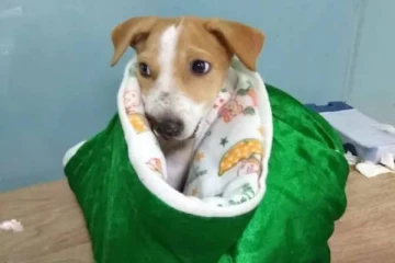 கனடாவுக்கு செல்லும் அதிர்ஷ்டத்தை பெற்ற தெரு நாய்! நடந்தது என்ன? ஒரு சுவாரசிய பின்னணி